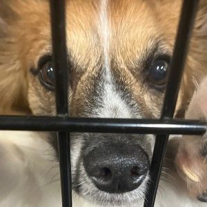 Meet your Posher, Carlene